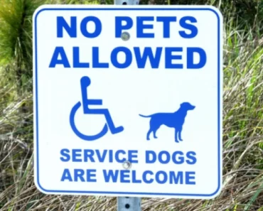 12 Great Tips to Spot Fake Service Dogs | Poorly Trained Dog