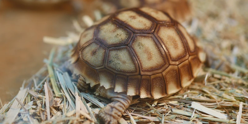 Pet Turtles in Hibernation