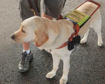 Register & Train Service Dogs | Great Guide for Beginners!