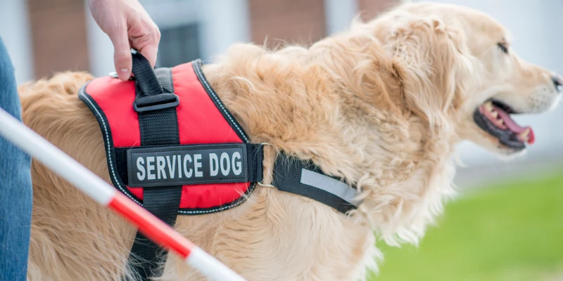 What is a Service Dog?