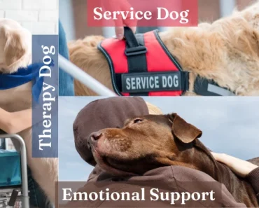 Service Dogs vs Therapy Dogs vs Emotional Support Animals