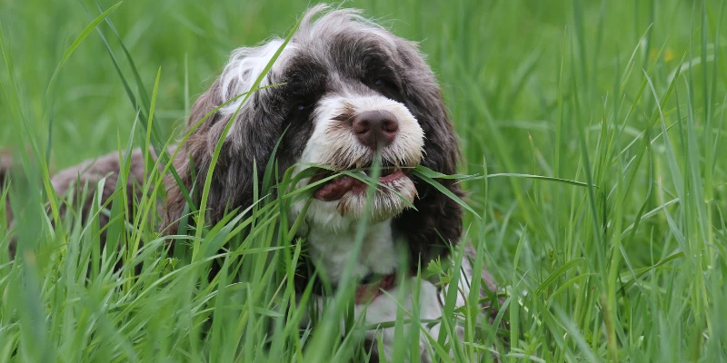 How to Stop Dog From Eating Grass