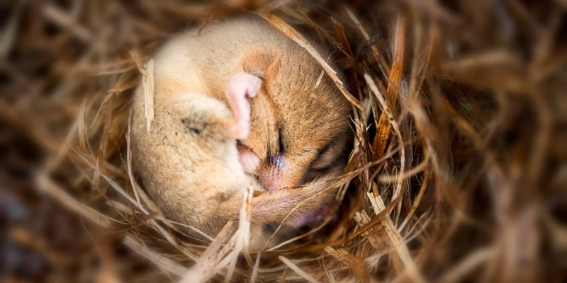 What is Hibernation?