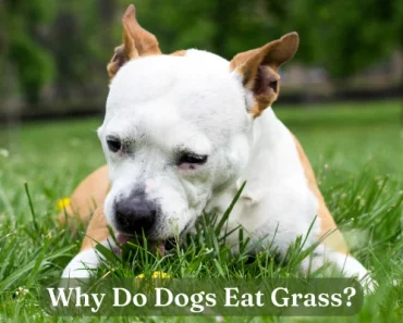 6 Reasons Dogs Eat Grass + 6 Useful Tips to Get Dogs to Stop