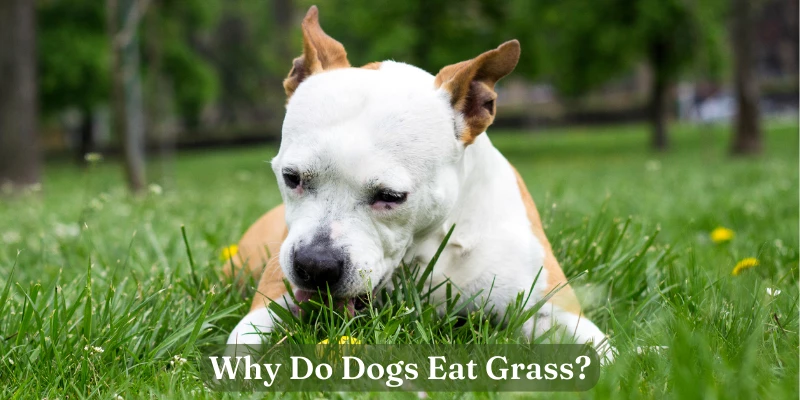 Why Do Dogs Eat Grass?