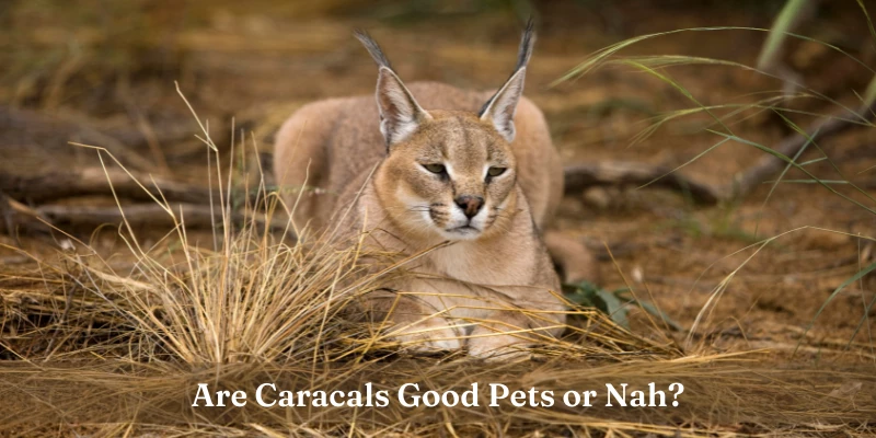Are Caracals Good Pets?