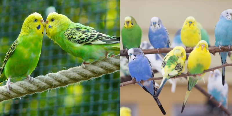 Are Parakeets Exotic Animals?