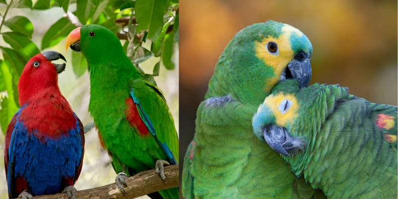 Are Parrots Exotic Animals?