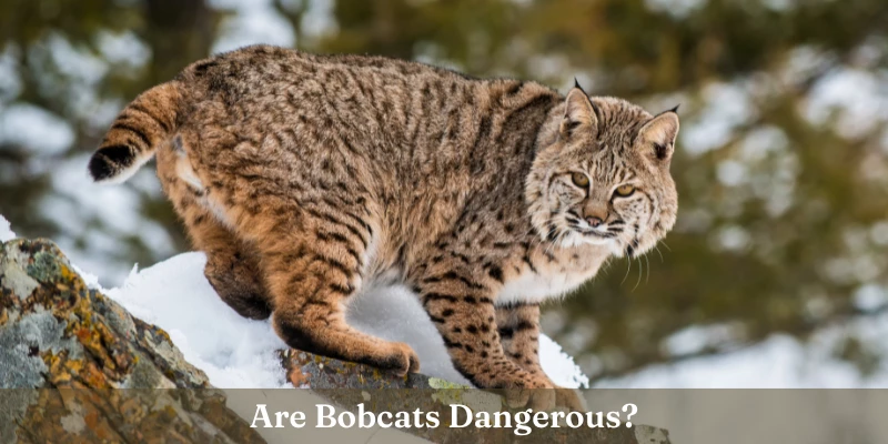 Are Pet Bobcats Dangerous?