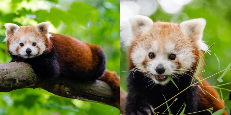 Are Red Pandas Exotic Animals?