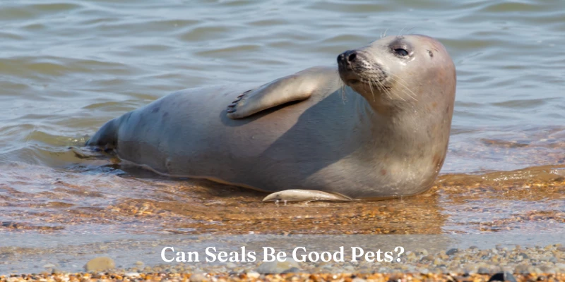 Are Seals Good Pets?