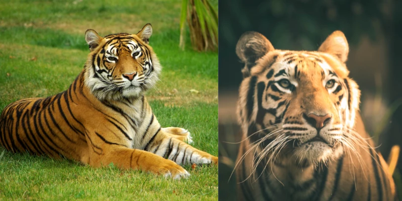 Are Tigers Exotic Animals?