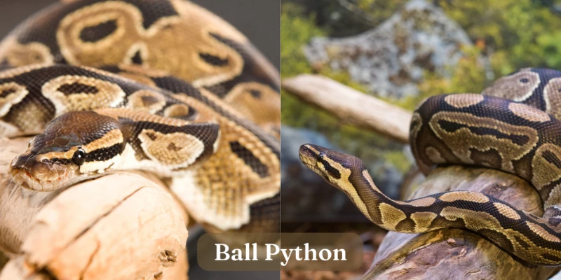 Ball Python - Exotic Pet