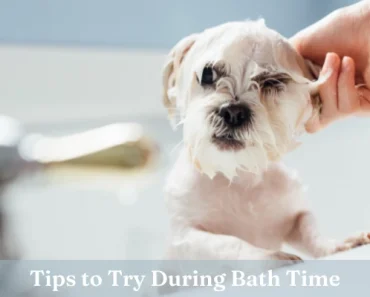 Dog Afraid of Water? 27 Tips for How to Bathe a Scared Dog!