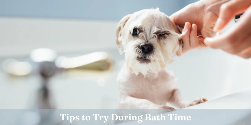 Tips to Bathe a Dog During Bath Time