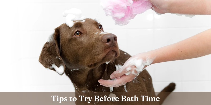 Tips to Try Before You Bathe a Scared Dog