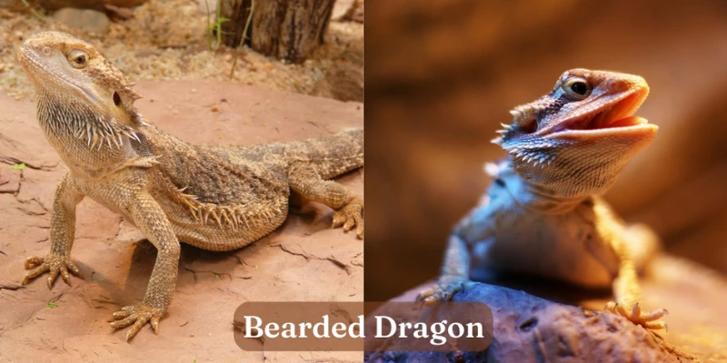 Bearded Dragon - Exotic Pet