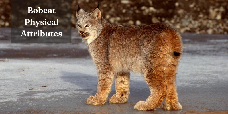 Bobcat as a Pet - Physical Description