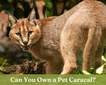 Pet Caracals: Can You Have a Caracal as a Pet? Extreme Guide
