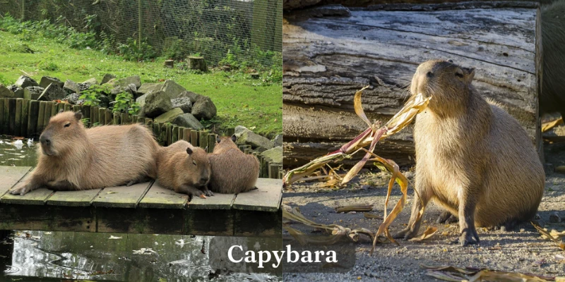 Capybara - Exotic Pet