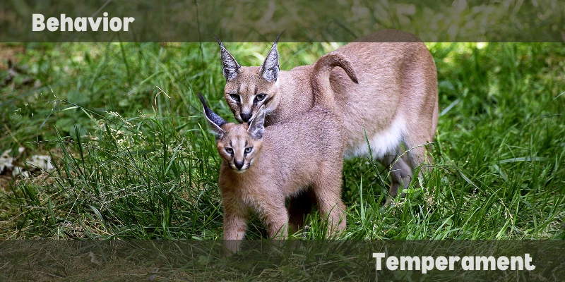 Pet Caracal Behavior & Temperament