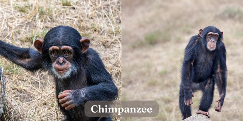 Chimpanzee - Exotic Pet