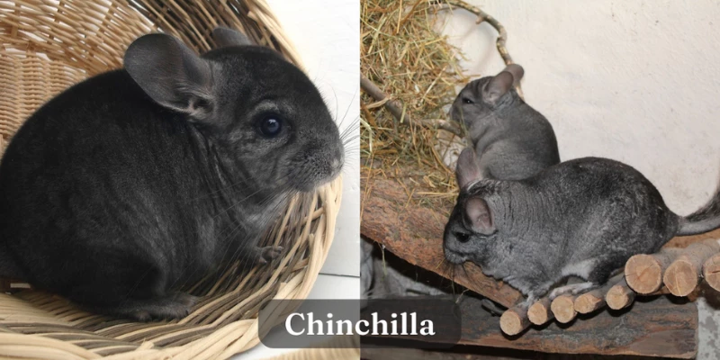 Chinchilla - Exotic Pet