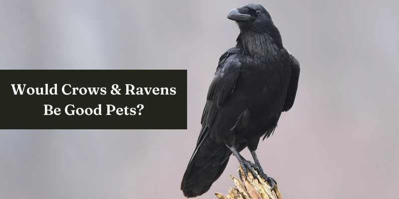Crow or Raven a Good Pet?