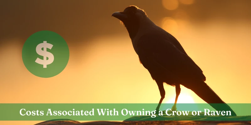 Pet Crow - Raven Cost
