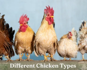 The Scoop on Chickens, Hens, & Roosters | Huge Differences!