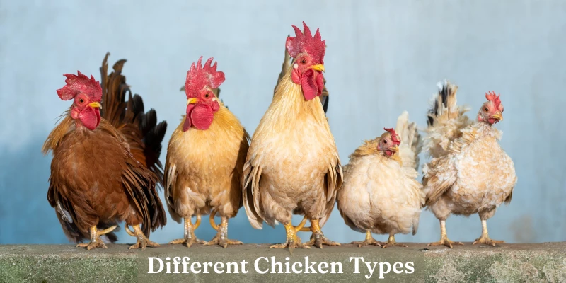 Different Chicken Types