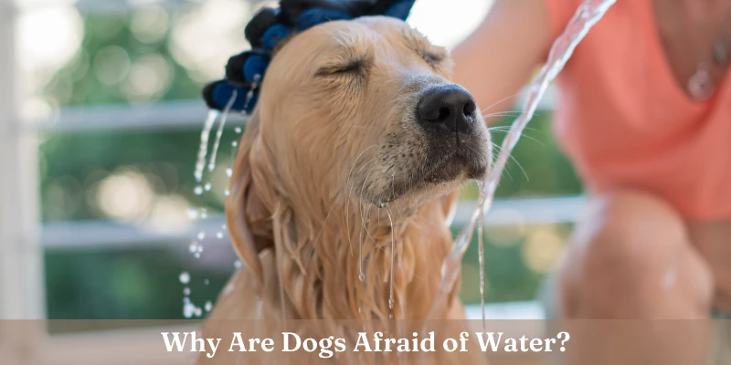 Why Are Dogs Afraid of Water?