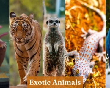 What is an Exotic Animal? Great Massive Guide | 60+ Examples