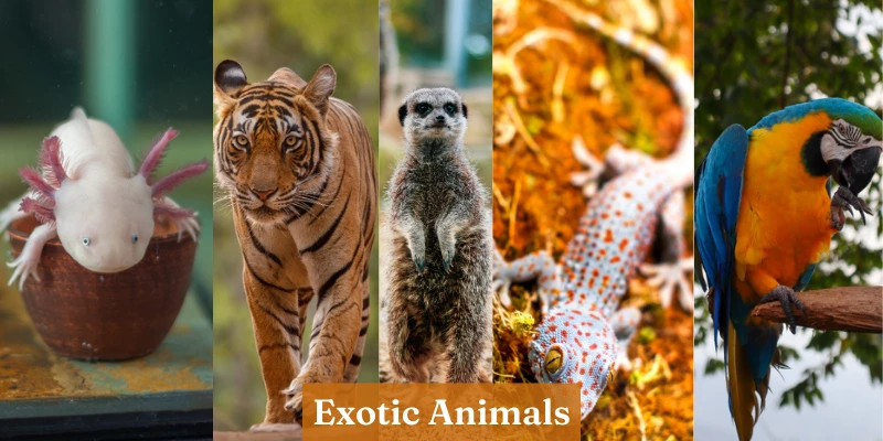 What is an Exotic Animal? Great Massive Guide | 60+ Examples