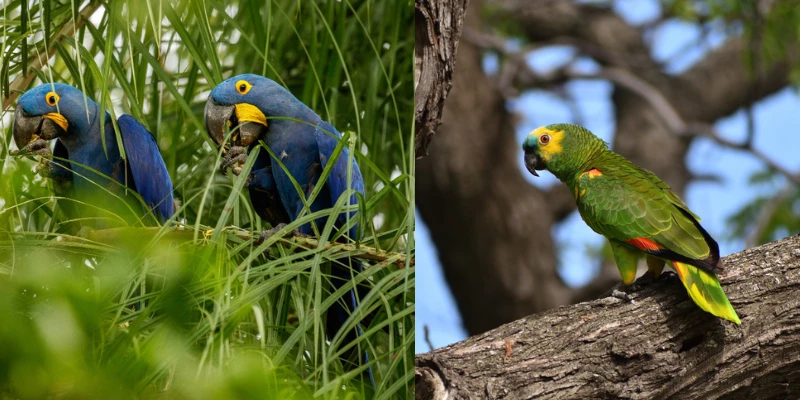 Exotic Pet Birds