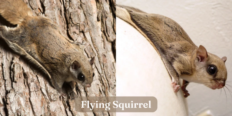 Flying Squirrel - Exotic Pet