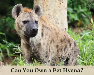 You Want a Hyena as a Pet? Read This Superb Guide First!