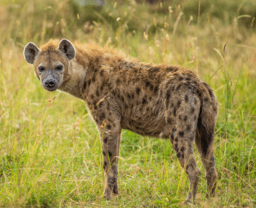 Can You Have A Hyena As A Pet Learn 4 States You Can Try