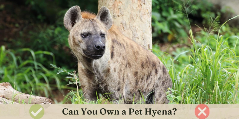 Hyena as a Pet