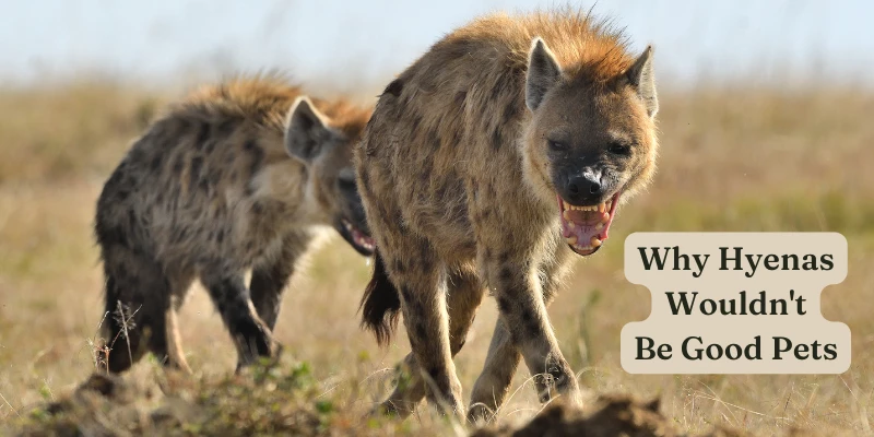 Hyenas as Pets