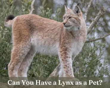 Can You Have a Pet Lynx Cat? Amazing & Detailed Guide!