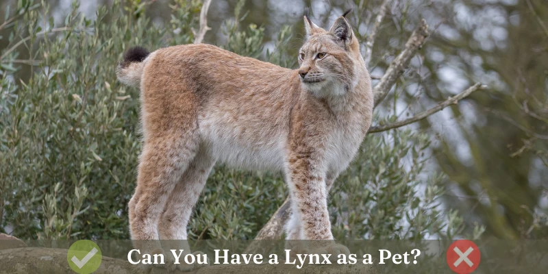 Can You Have a Lynx as a Pet?