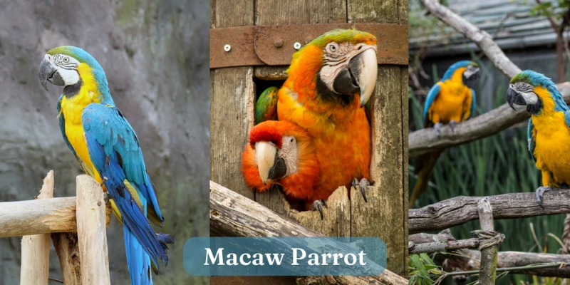 Macaw Parrot - Exotic Pet