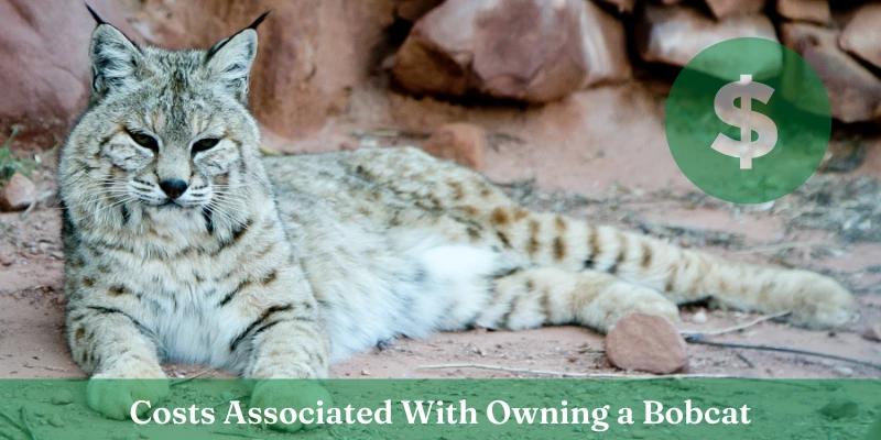 Pet Bobcat Cost