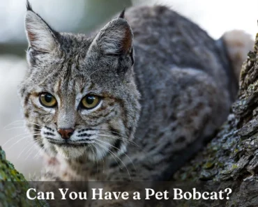 Are Pet Bobcats Legal? Definitive Guide With Major Details!