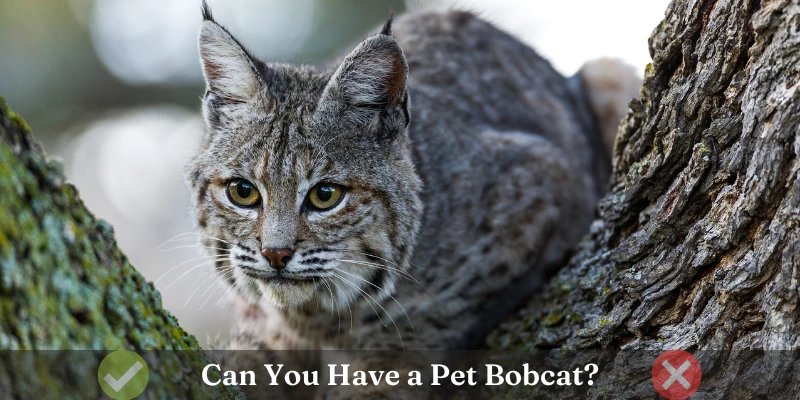 Exotic Pet Care: Bobcats as Pets - PetHelpful