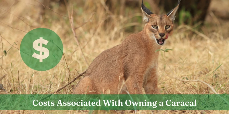 Pet Caracal Cost