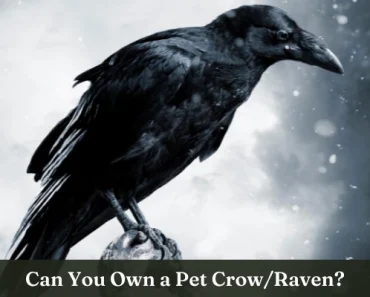 How to Own a Crow or Raven as A Pet | 10 Pros & Cons to Know