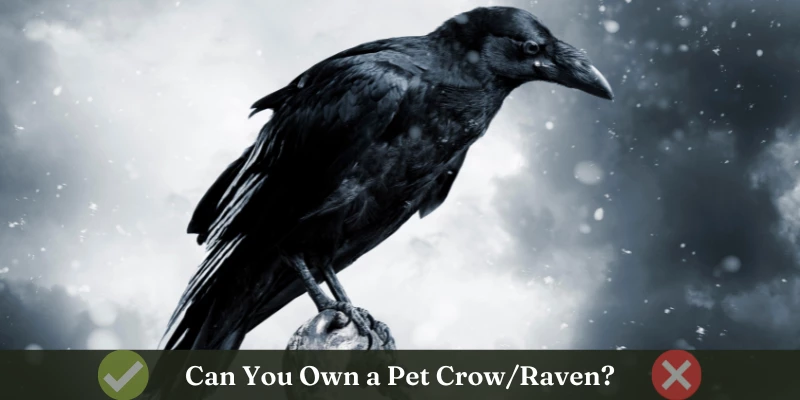 Crow - Raven as a Pet?