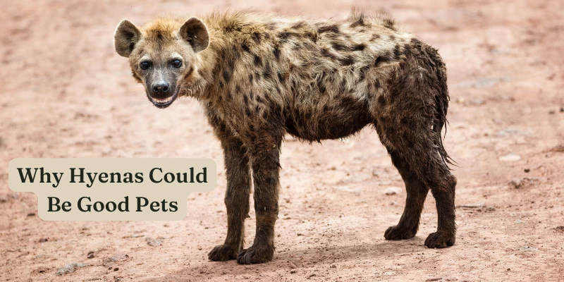 Why Hyenas Make Good Pets